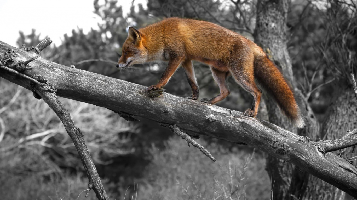 Renard Brun Sur Une Branche D'arbre Gris. Wallpaper in 1366x768 Resolution