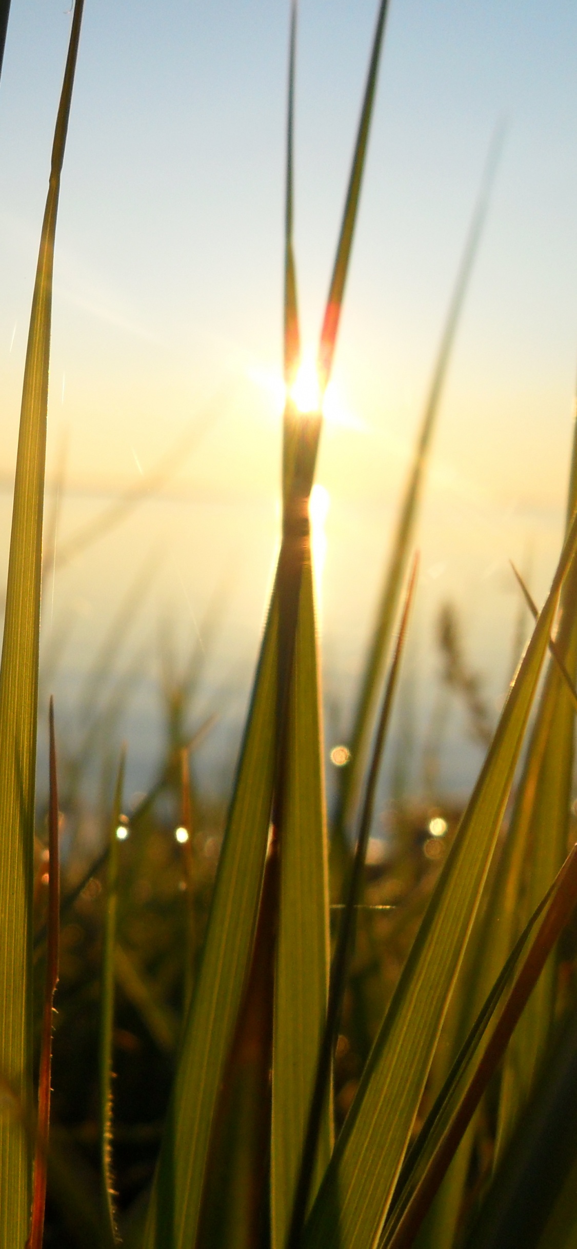 Green Grass Field During Daytime. Wallpaper in 1125x2436 Resolution