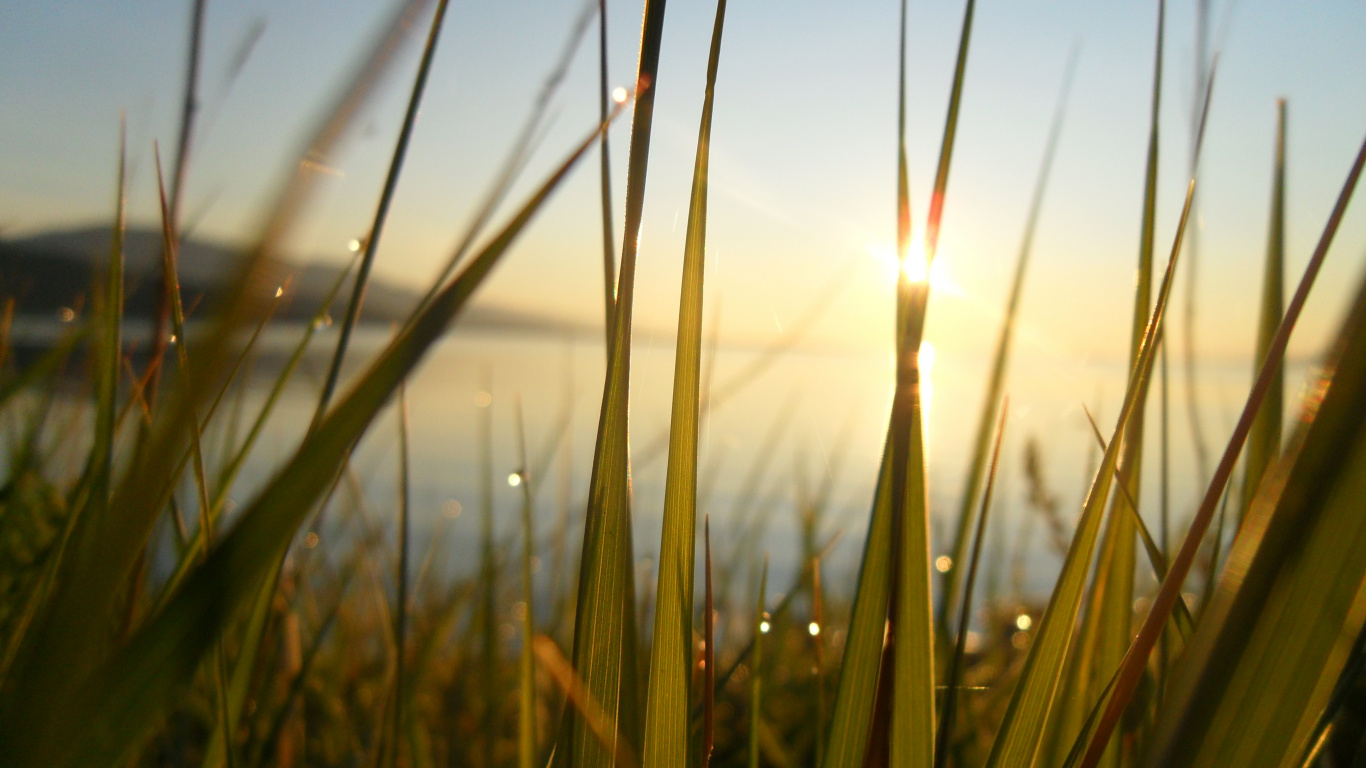 Green Grass Field During Daytime. Wallpaper in 1366x768 Resolution