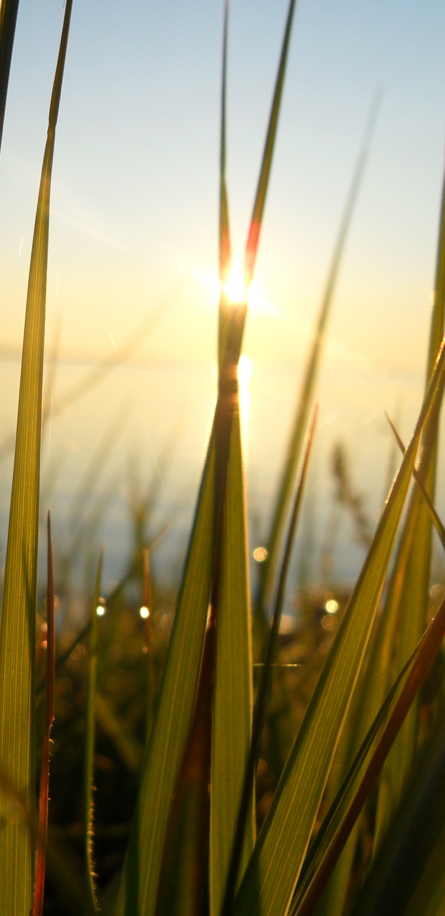 Green Grass Field During Daytime. Wallpaper in 1440x2960 Resolution