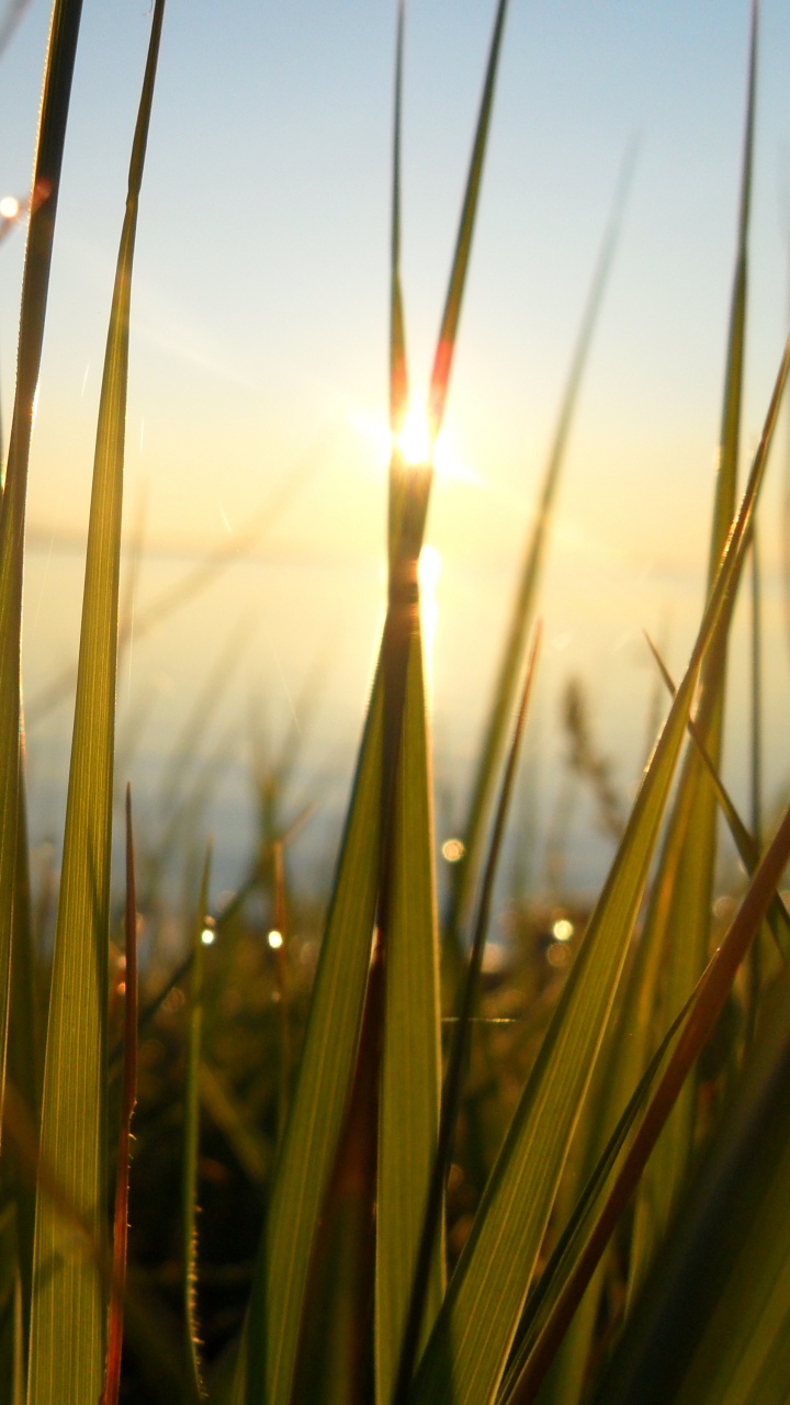 Green Grass Field During Daytime. Wallpaper in 720x1280 Resolution