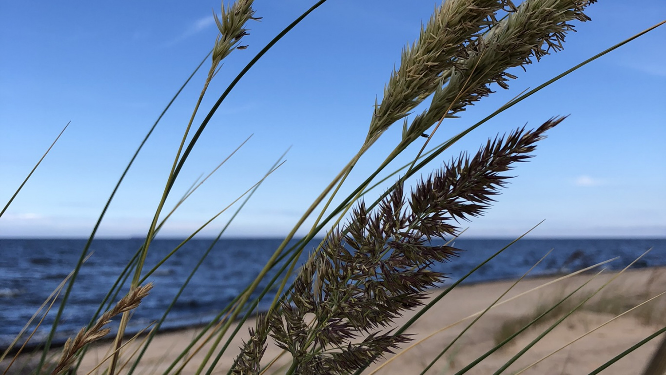 Environnement Naturel, Sand, Horizon, L'herbe de la Famille, Plage. Wallpaper in 1366x768 Resolution