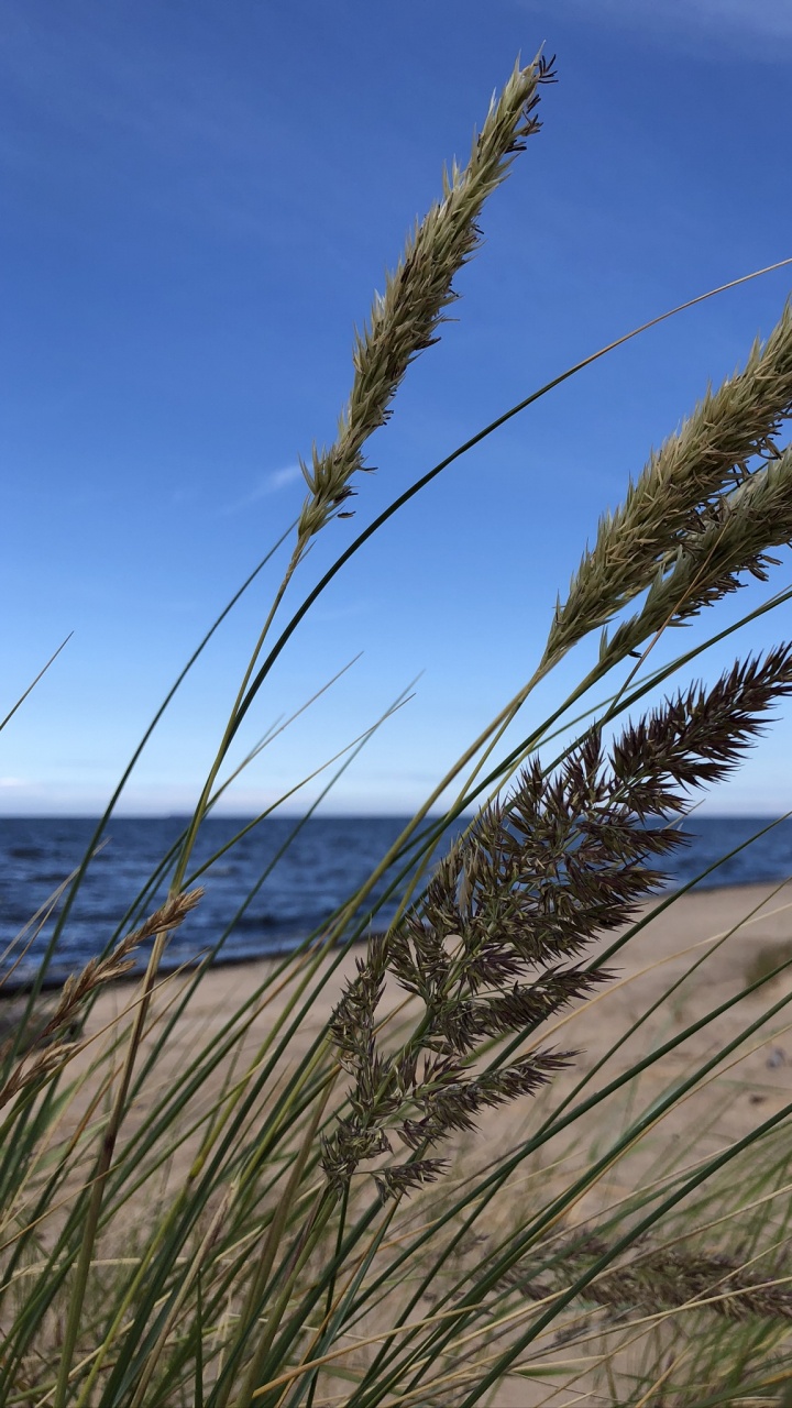 Grasses, Grass, Natural Environment, Sand, Horizon. Wallpaper in 720x1280 Resolution