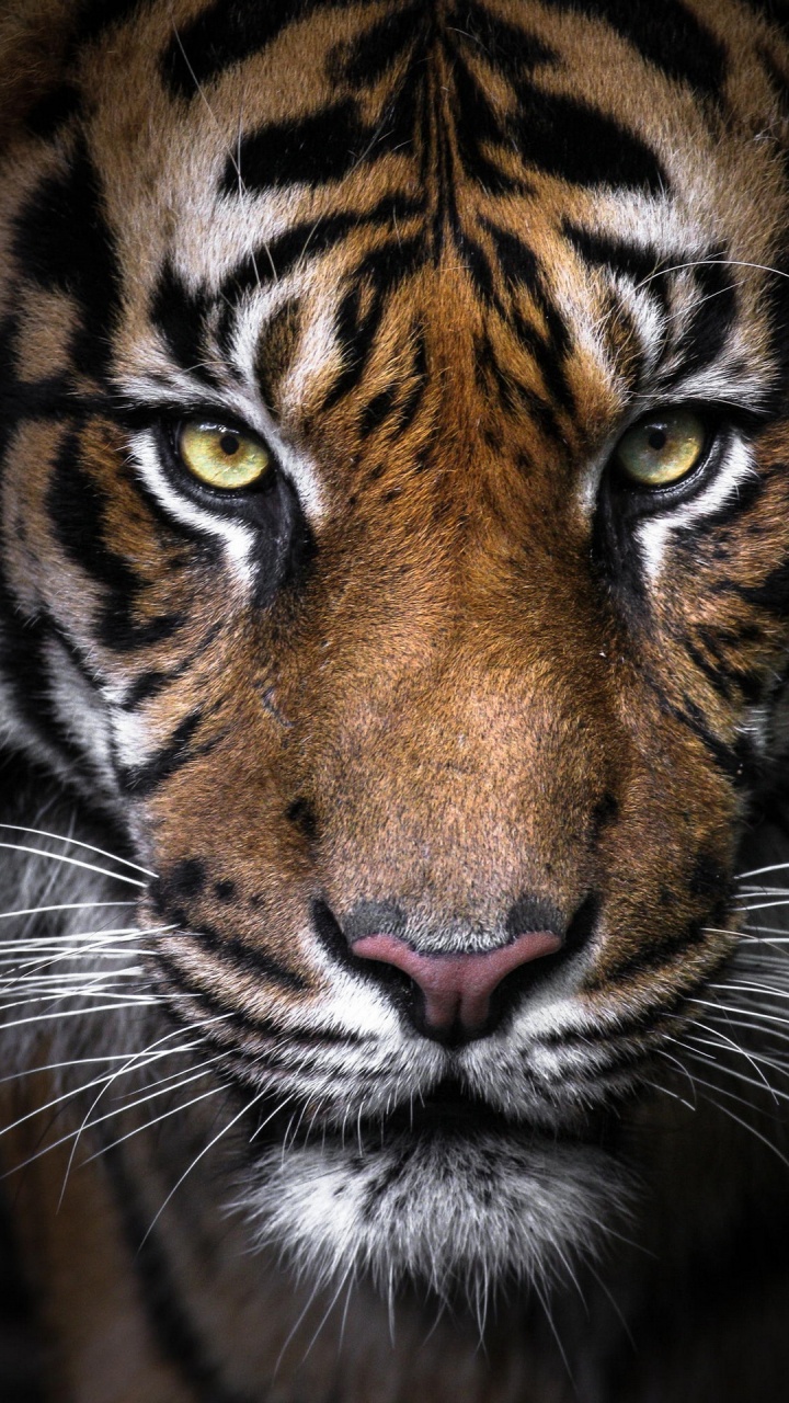 Bengal Tiger, Siberian Tiger, Head, Eye, White. Wallpaper in 720x1280 Resolution