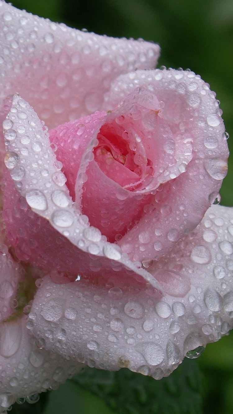 Pink Rose With Water Droplets. Wallpaper in 750x1334 Resolution