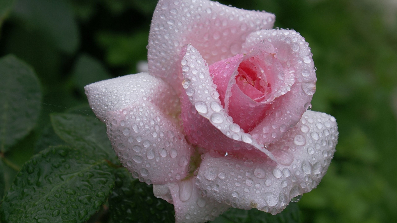 Rosa Rosa Con Gotas de Agua. Wallpaper in 1366x768 Resolution