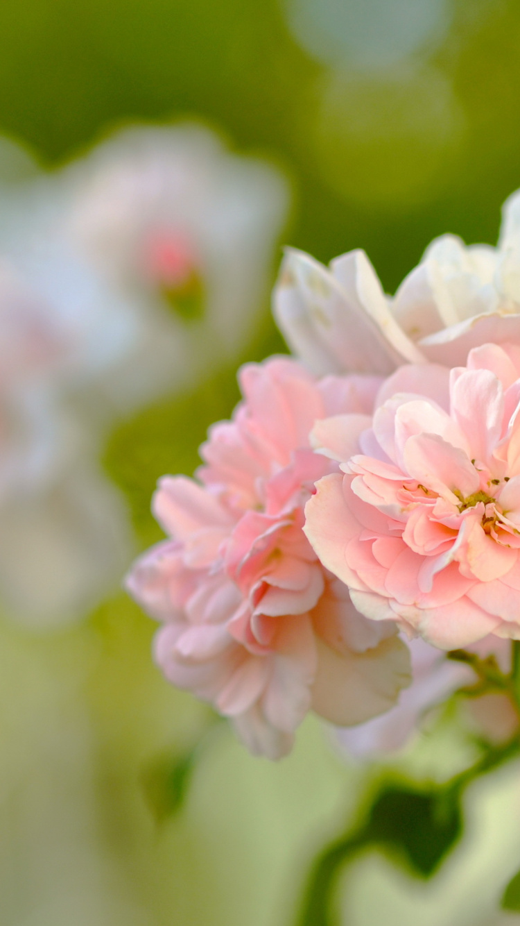 Rosa Und Weiße Blume in Tilt-Shift-Linse. Wallpaper in 750x1334 Resolution