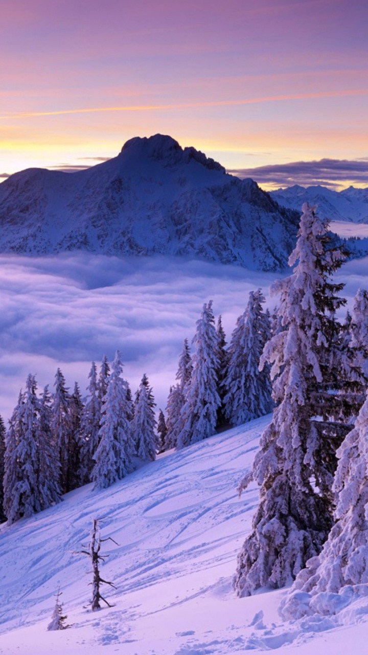 Pins et Montagnes Couverts de Neige Pendant la Journée. Wallpaper in 720x1280 Resolution