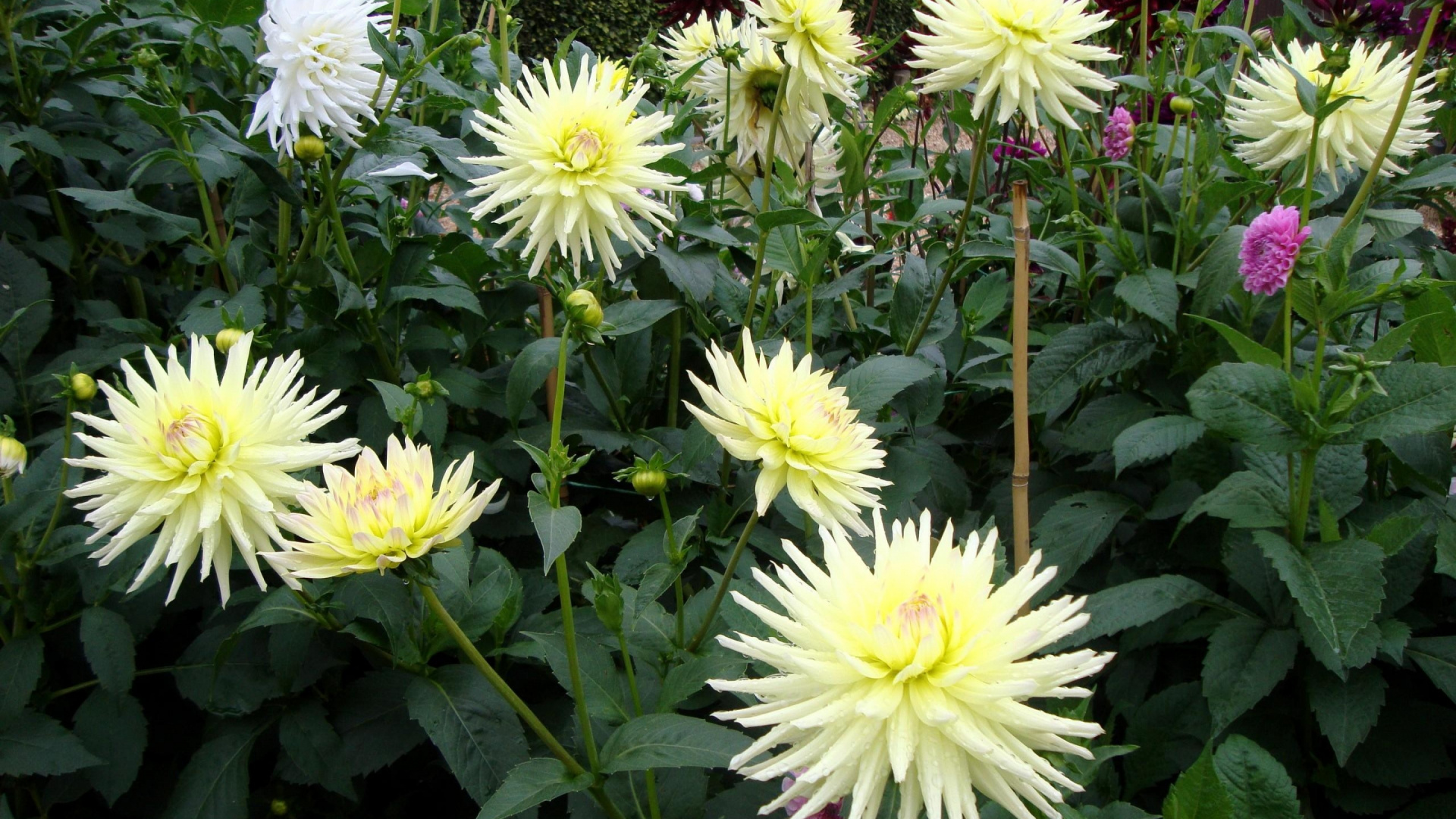 Flores Blancas y Amarillas Con Hojas Verdes. Wallpaper in 1920x1080 Resolution