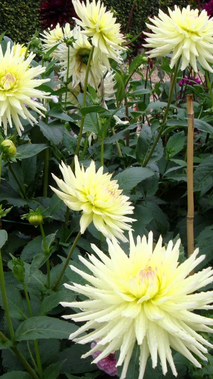 White and Yellow Flowers With Green Leaves. Wallpaper in 720x1280 Resolution
