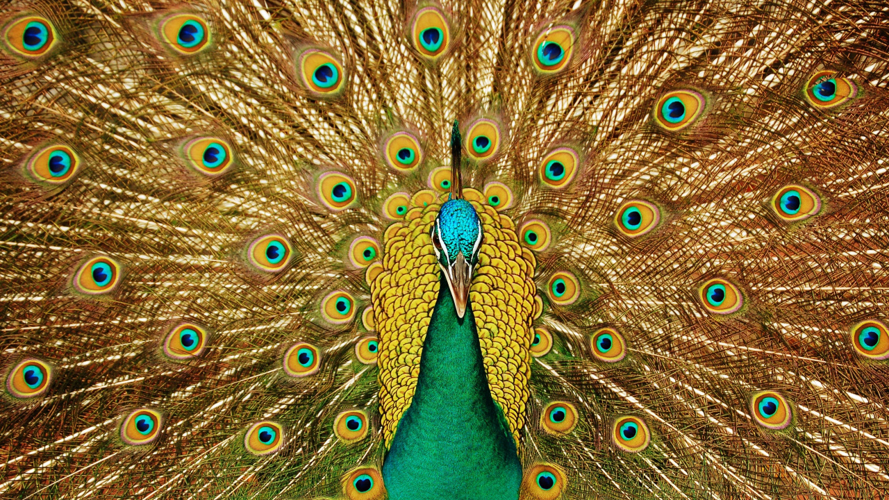 Peacock With Blue and Green Peacock Feather Tail. Wallpaper in 1280x720 Resolution