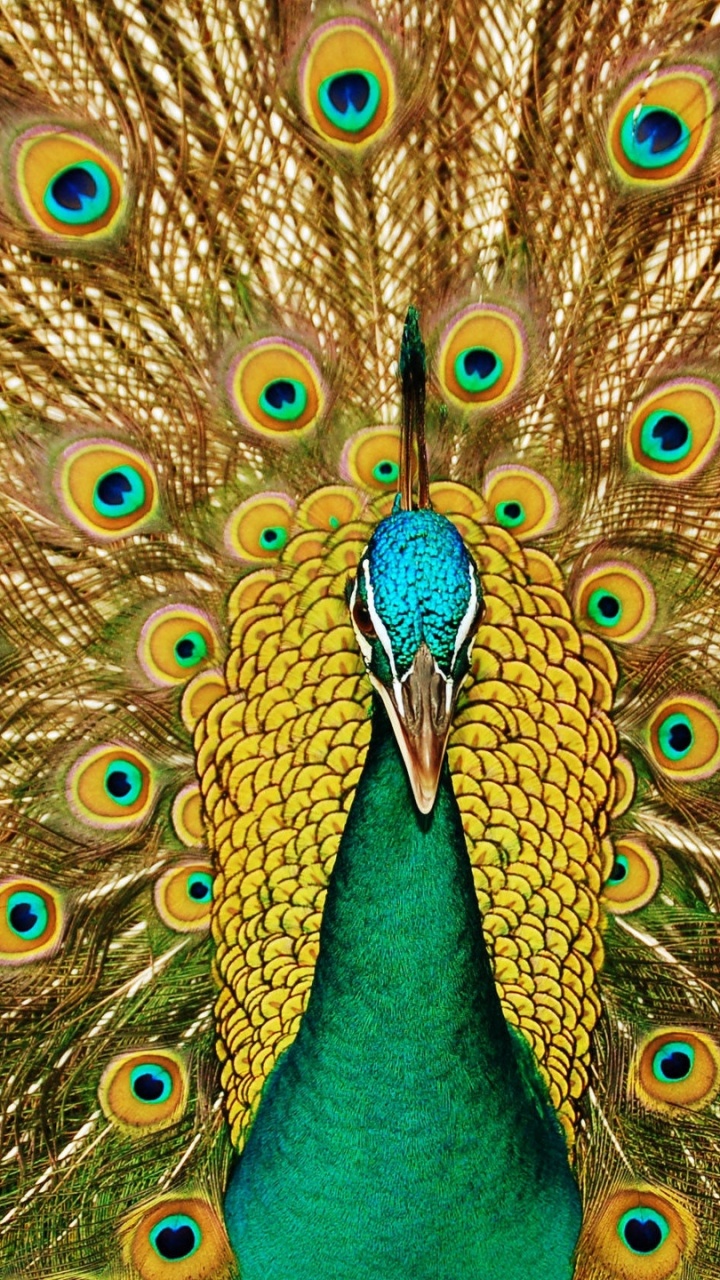 Peacock With Blue and Green Peacock Feather Tail. Wallpaper in 720x1280 Resolution