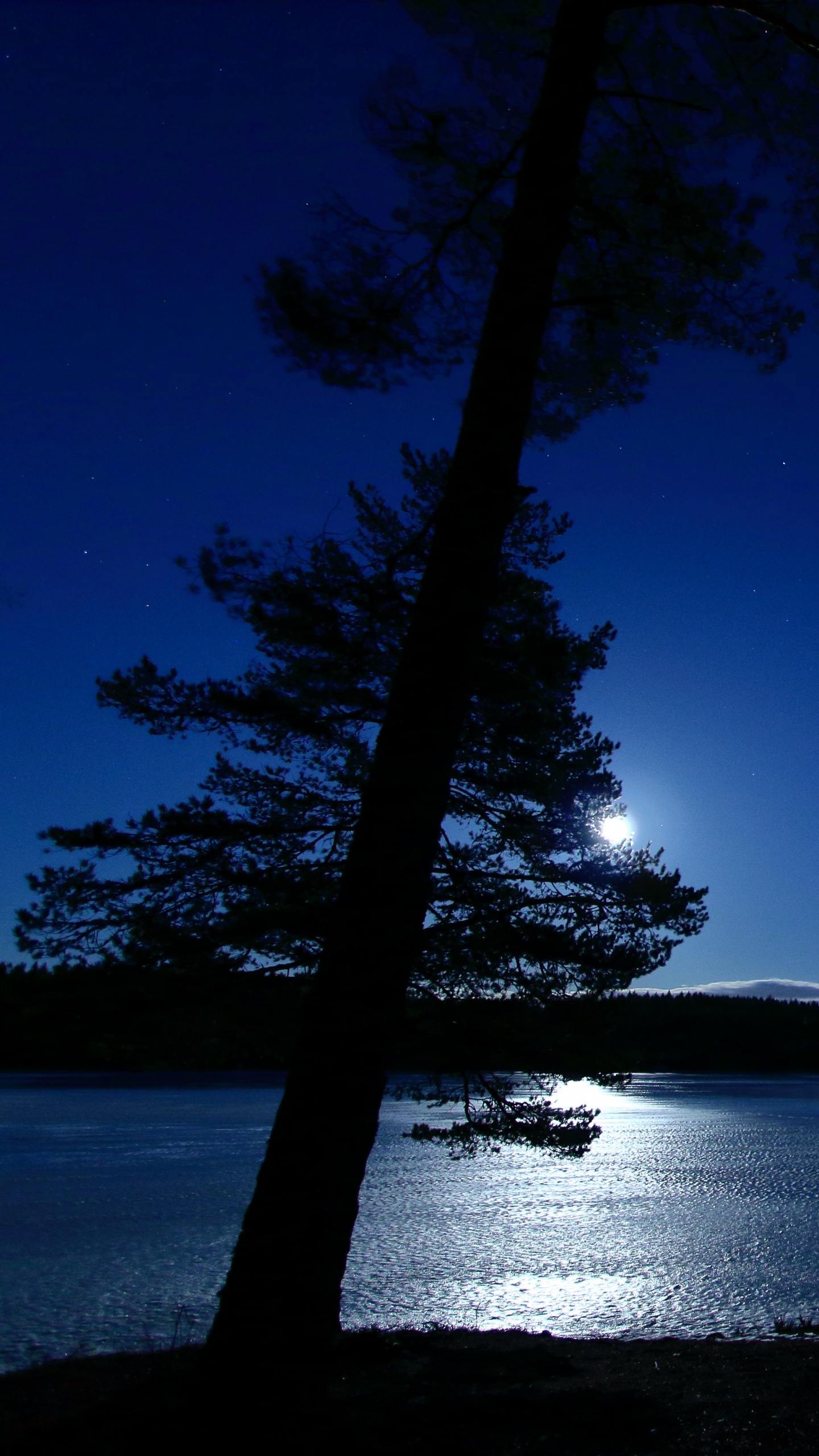 Night, Water, Nature, Blue, Tree. Wallpaper in 1440x2560 Resolution