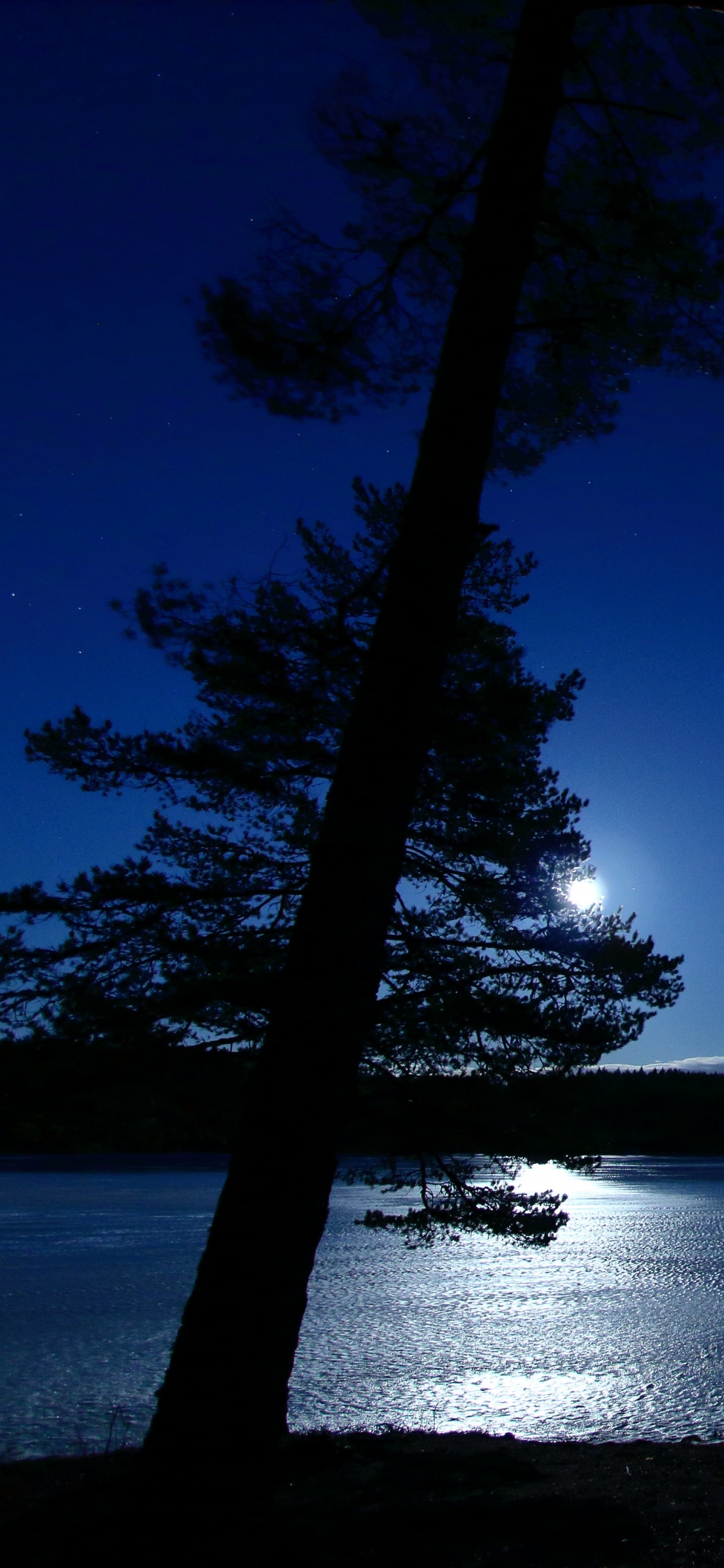 Nacht, Wasser, Natur, Blau, Baum. Wallpaper in 1125x2436 Resolution