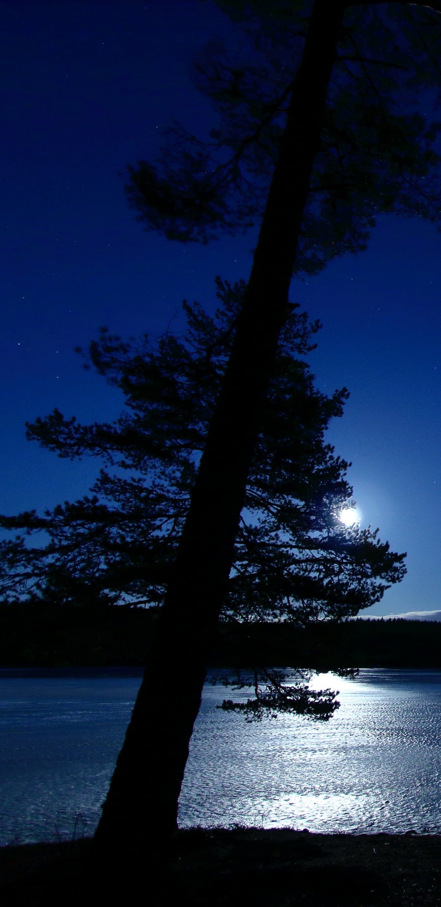 Nacht, Wasser, Natur, Blau, Baum. Wallpaper in 1440x2960 Resolution