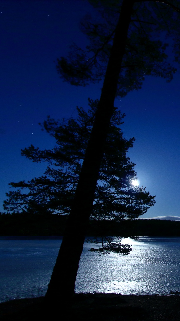 Nacht, Wasser, Natur, Blau, Baum. Wallpaper in 720x1280 Resolution