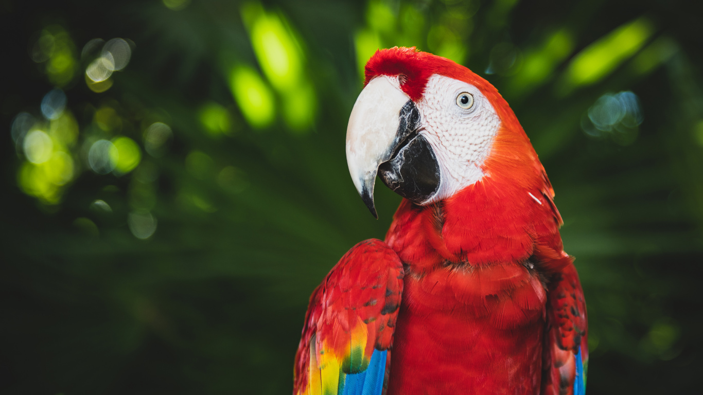 Red Blue and Yellow Macaw. Wallpaper in 1366x768 Resolution
