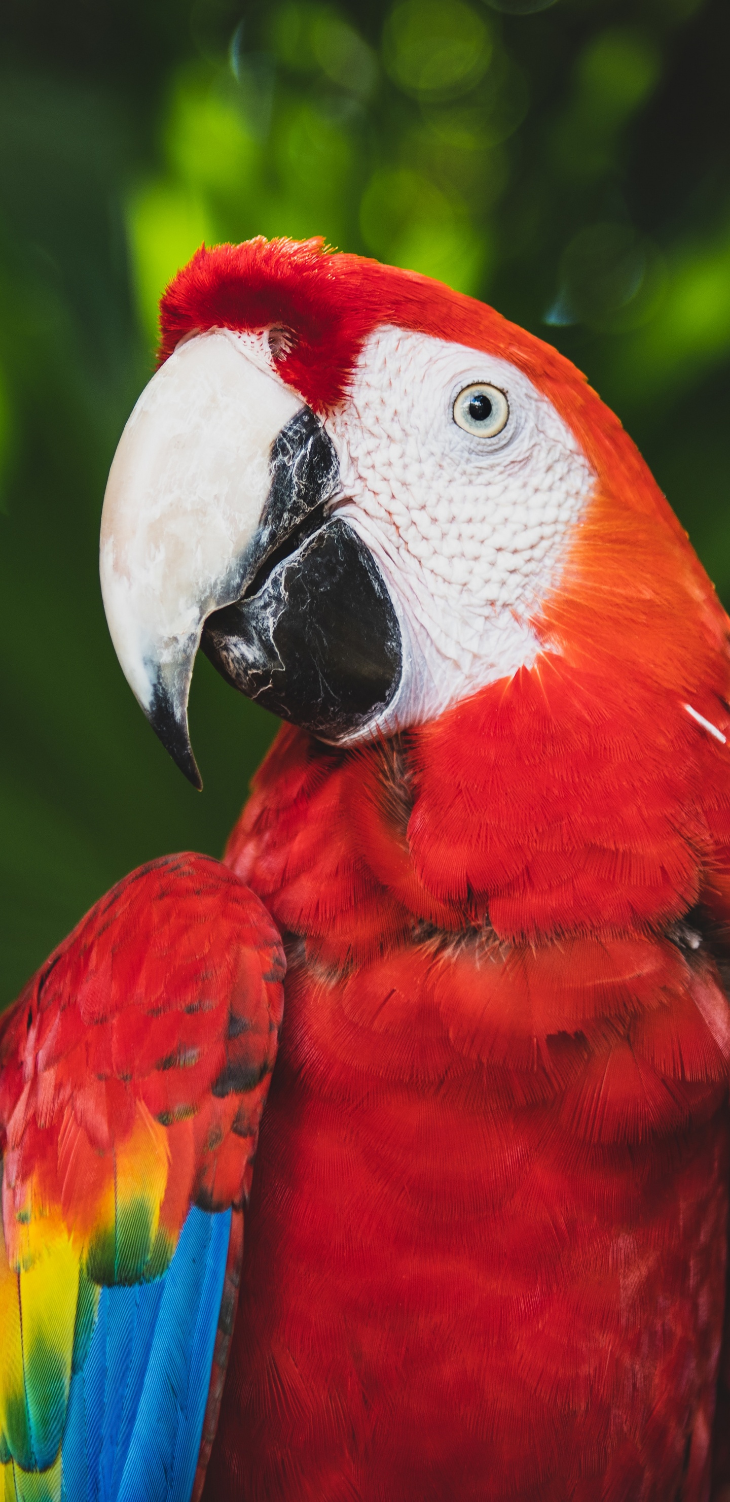 Red Blue and Yellow Macaw. Wallpaper in 1440x2960 Resolution