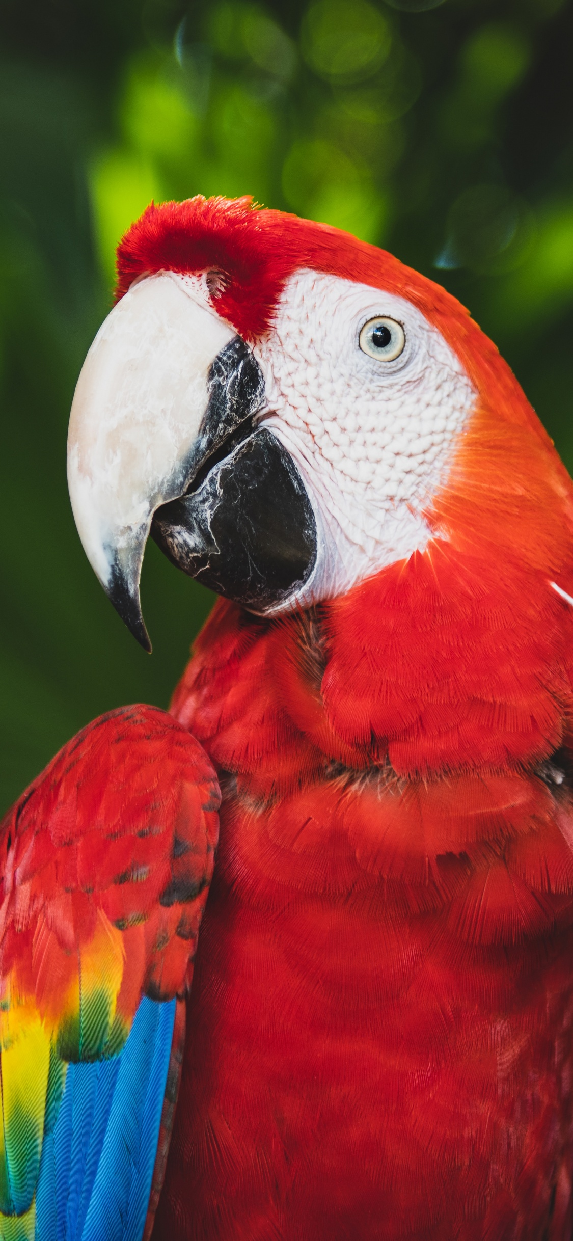 Rot-blauer Und Gelber Ara. Wallpaper in 1125x2436 Resolution