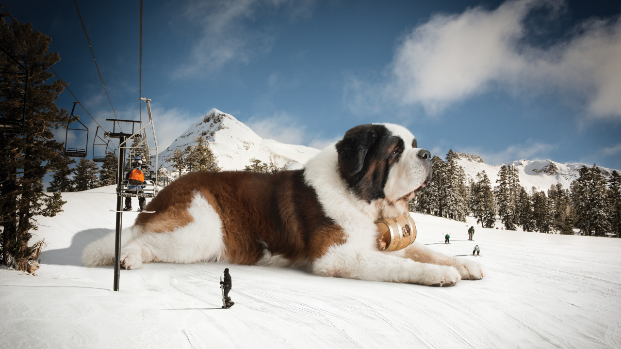 Brown and White Saint Bernard Lying on Snow Covered Ground During Daytime. Wallpaper in 1280x720 Resolution