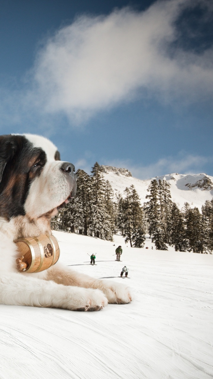 Brown and White Saint Bernard Lying on Snow Covered Ground During Daytime. Wallpaper in 720x1280 Resolution
