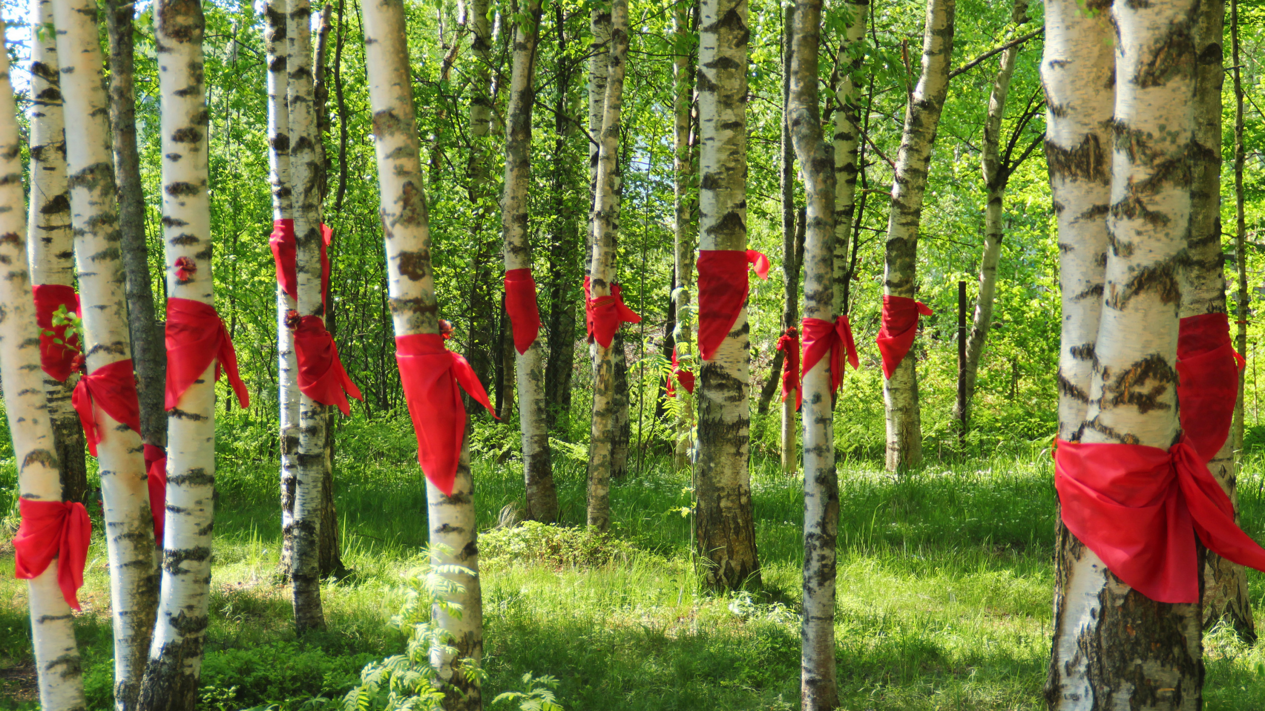 圣彼得堡, Birch, Grove, 木本植物, 森林 壁纸 2560x1440 允许