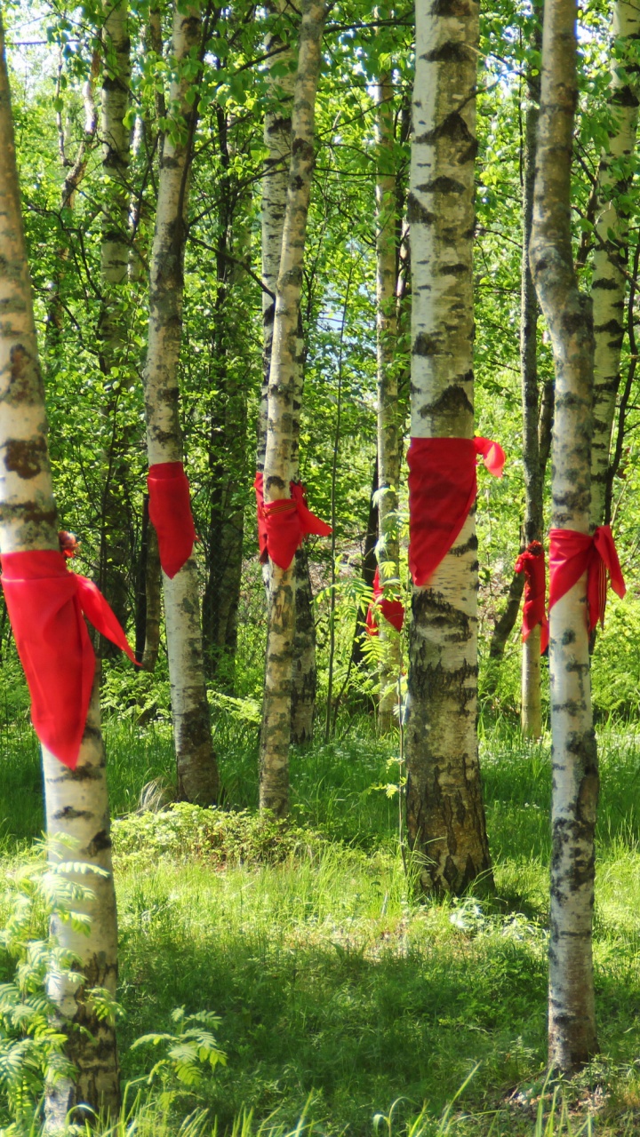 圣彼得堡, Birch, Grove, 木本植物, 森林 壁纸 720x1280 允许