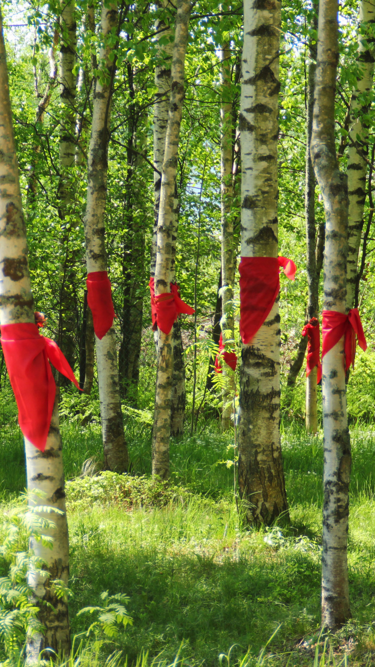 圣彼得堡, Birch, Grove, 木本植物, 森林 壁纸 750x1334 允许