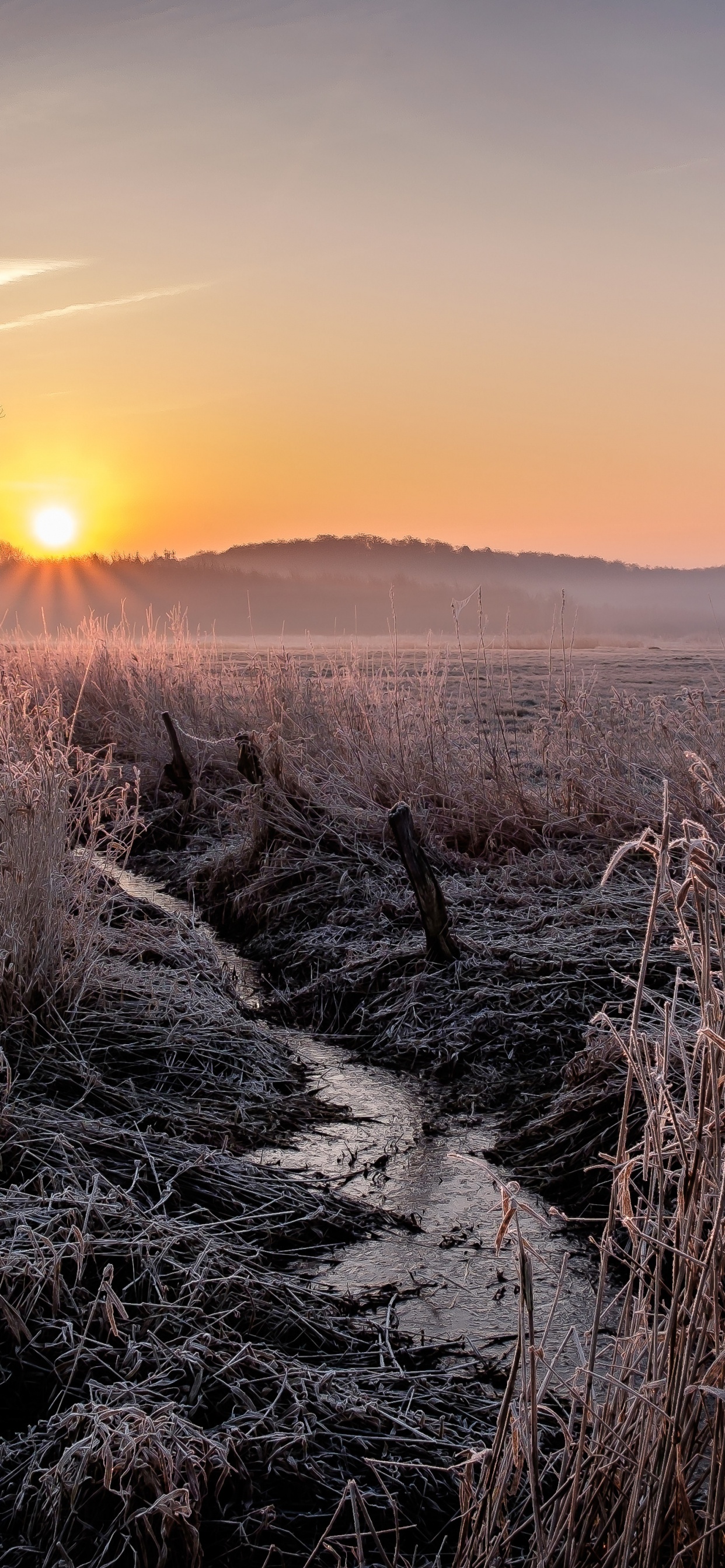 Gras, Naturlandschaft, Atmosphäre, Horizont, Sonnenaufgang. Wallpaper in 1242x2688 Resolution
