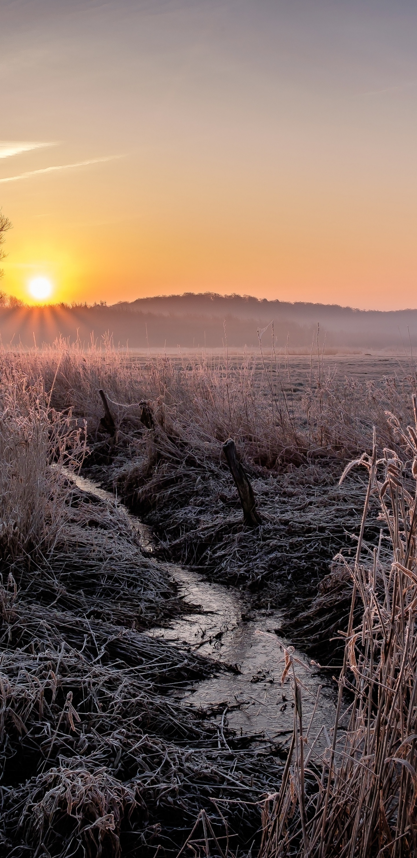 Gras, Naturlandschaft, Atmosphäre, Horizont, Sonnenaufgang. Wallpaper in 1440x2960 Resolution