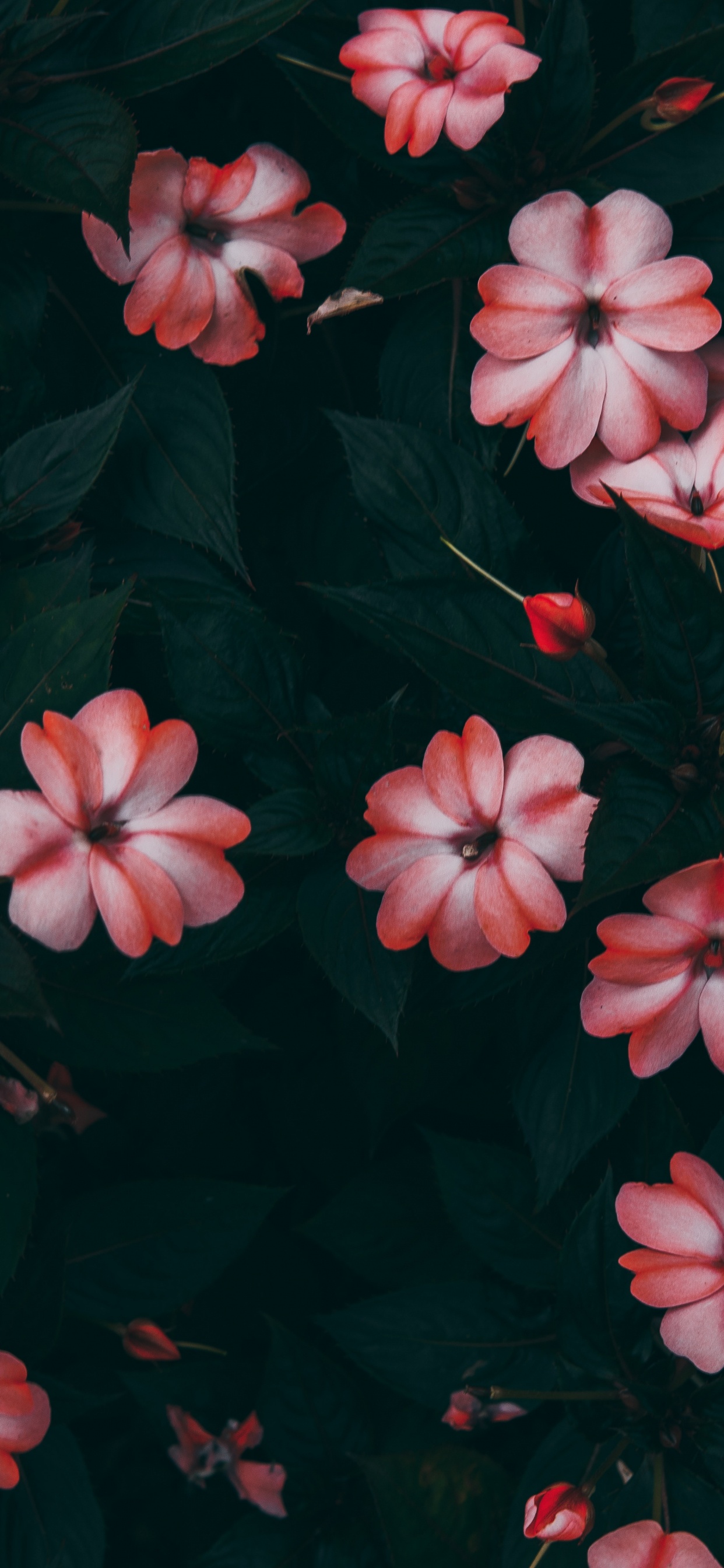 Fleurs Roses Avec Des Feuilles Vertes. Wallpaper in 1242x2688 Resolution