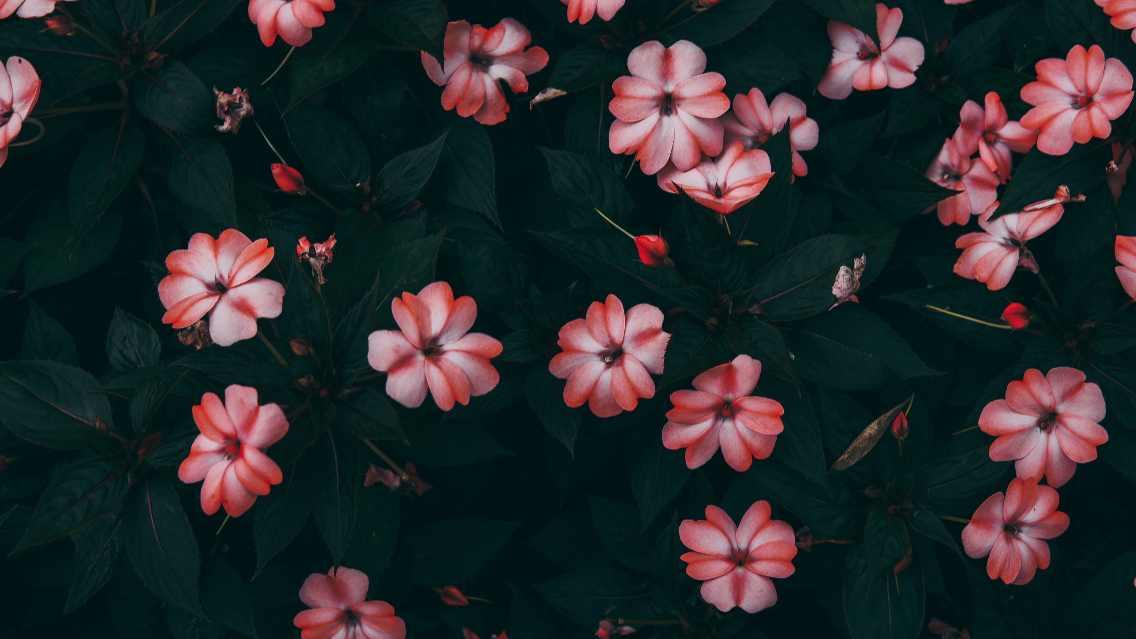 Fleurs Roses Avec Des Feuilles Vertes. Wallpaper in 3840x2160 Resolution