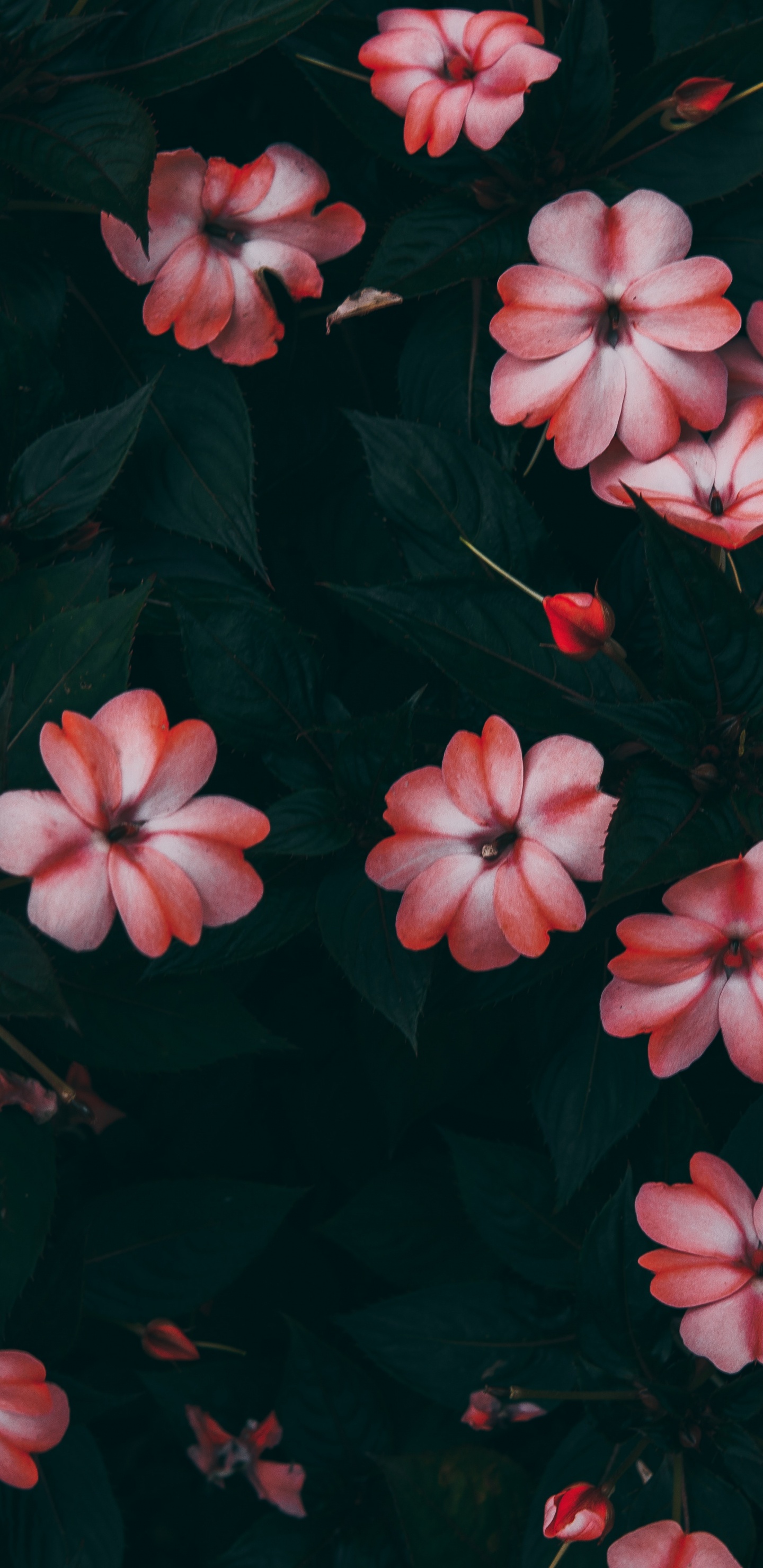 Pink Flowers With Green Leaves. Wallpaper in 1440x2960 Resolution