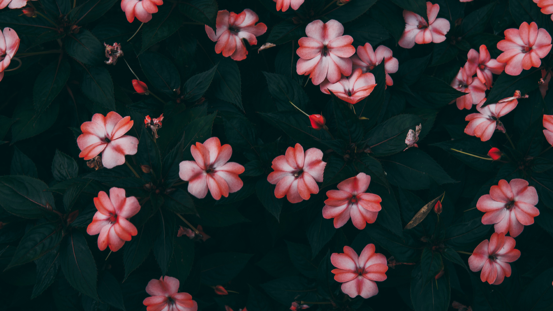 Pink Flowers With Green Leaves. Wallpaper in 1920x1080 Resolution