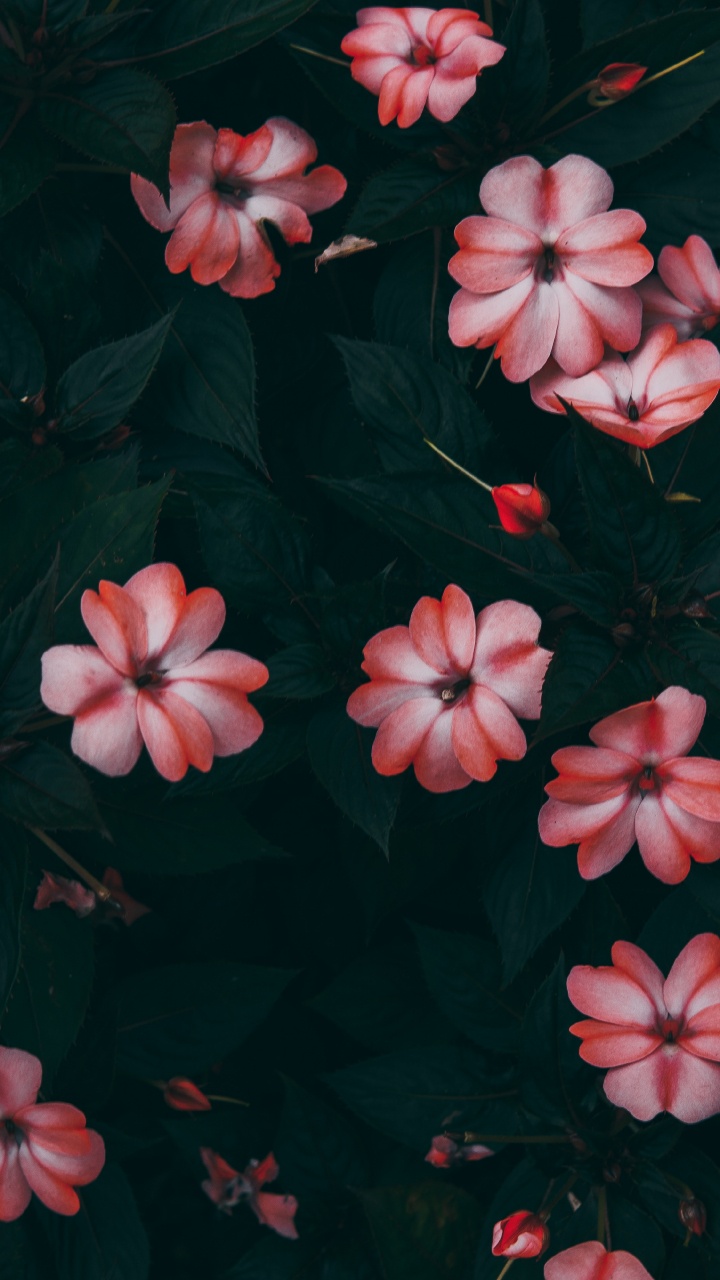 Pink Flowers With Green Leaves. Wallpaper in 720x1280 Resolution