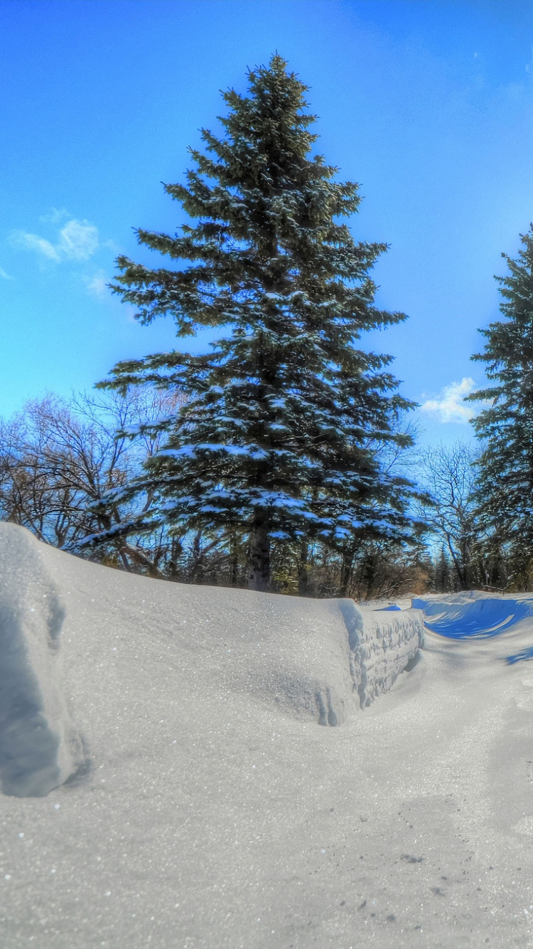 Grüne Pinien Auf Schneebedecktem Boden Unter Blauem Himmel Tagsüber. Wallpaper in 750x1334 Resolution