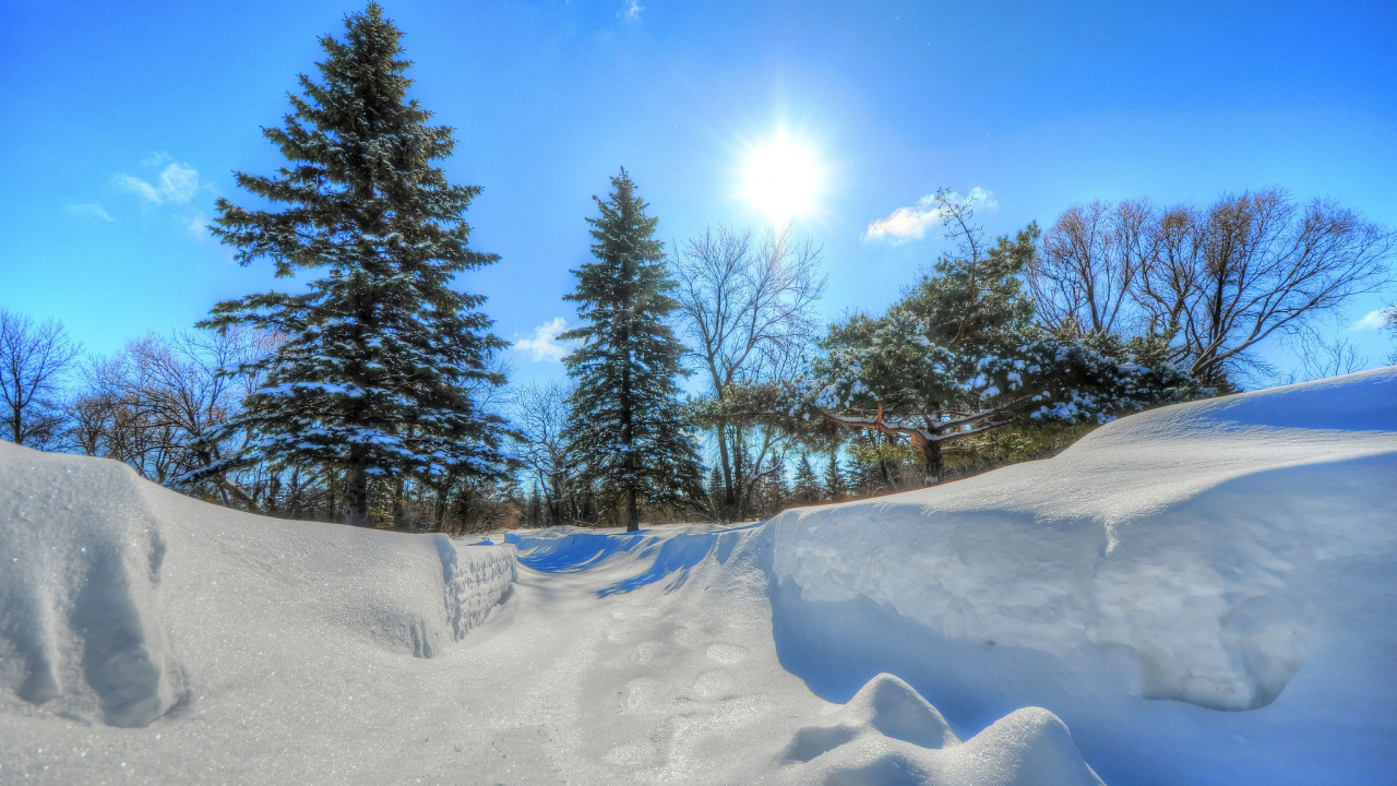 Green Pine Trees on Snow Covered Ground Under Blue Sky During Daytime. Wallpaper in 1280x720 Resolution