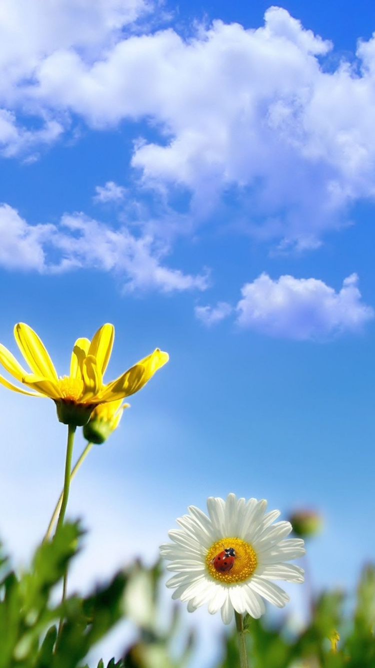 Flor Amarilla y Blanca Bajo un Cielo Azul y Nubes Blancas Durante el Día. Wallpaper in 750x1334 Resolution