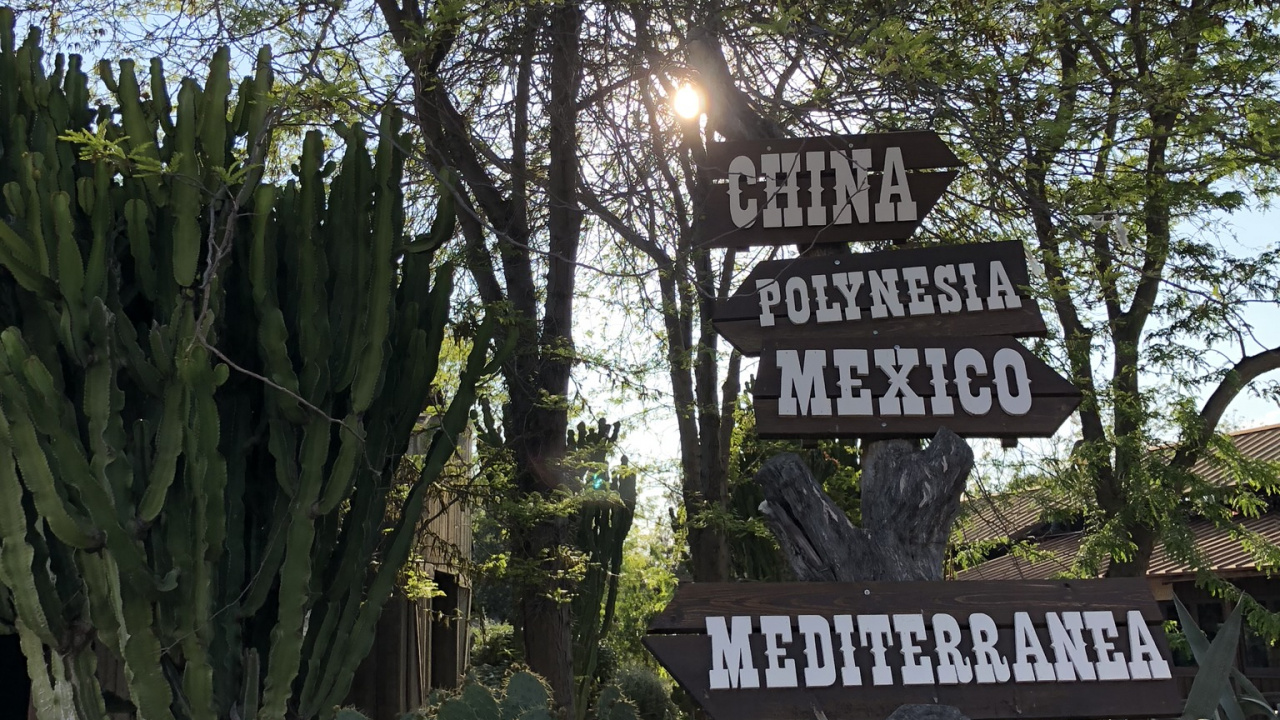 Baum, Branch, Terrestrische Pflanzen, Stamm, Kaktus. Wallpaper in 1280x720 Resolution