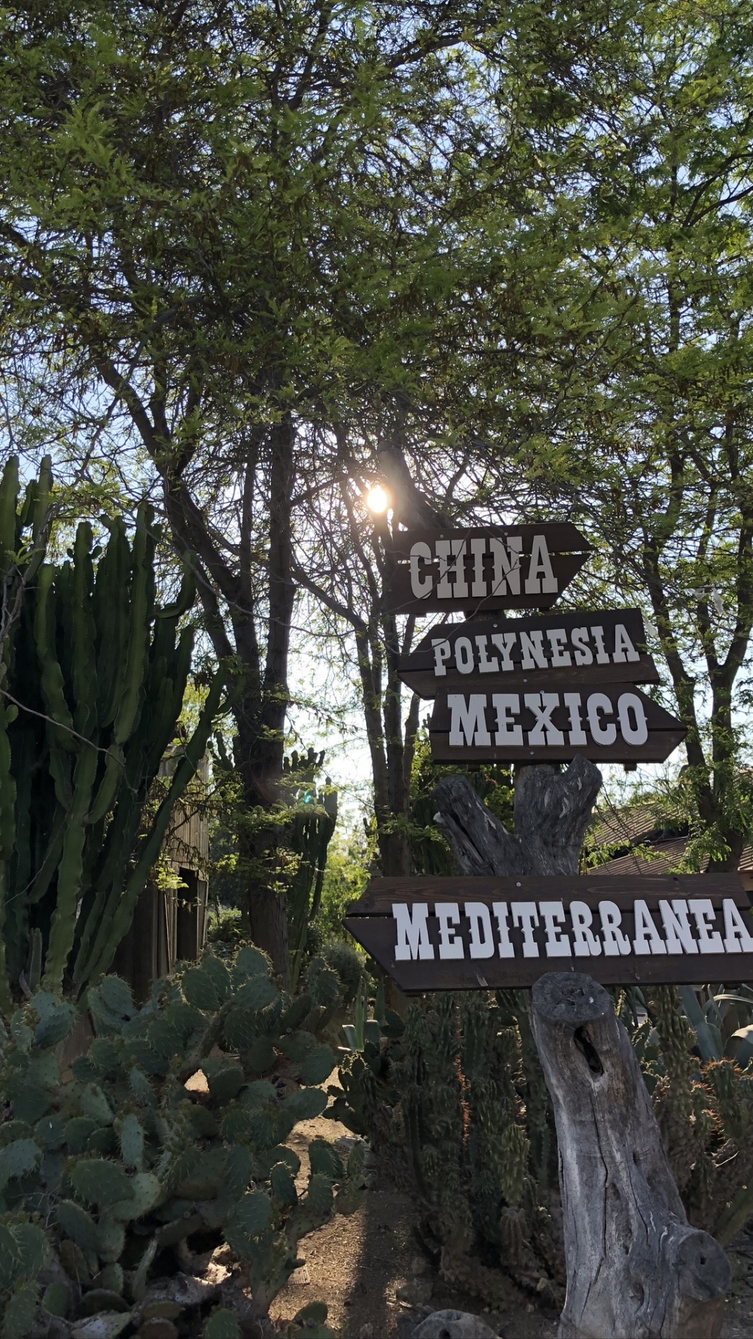 Plante Terrestre, Cactus, Caryophyllales, Cactus de San Pedro. Wallpaper in 1080x1920 Resolution