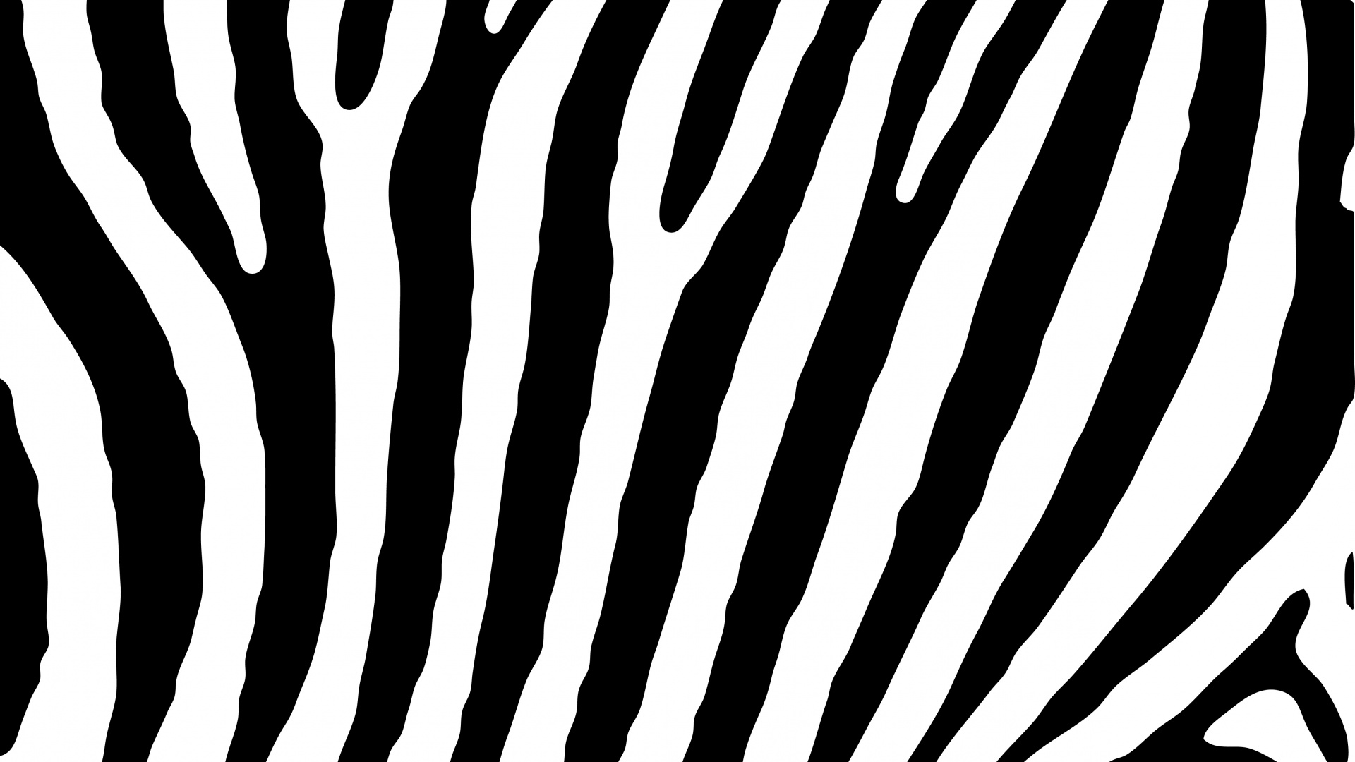 Download wallpaper 1920x1080 animal wildlife portrait zebra full hd  hdtv fhd 1080p wallpaper 1920x1080 hd background 3431
