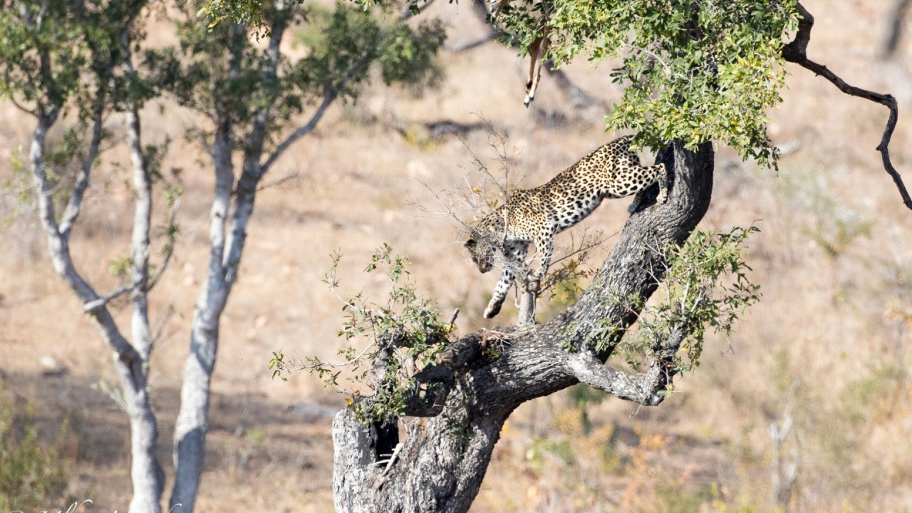 Tierwelt, Katze, Tiger, African Leopard, Gepard. Wallpaper in 1280x720 Resolution