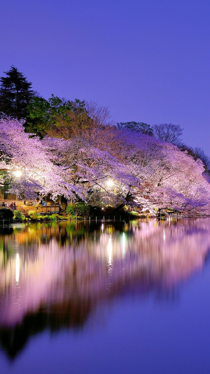 Body of Water Near Green Trees During Daytime. Wallpaper in 720x1280 Resolution