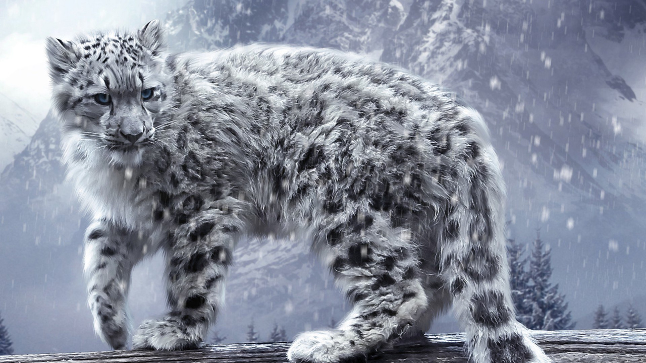 雪豹, 猫科, 胡须, 野生动物, 大型猫科动物 壁纸 1280x720 允许