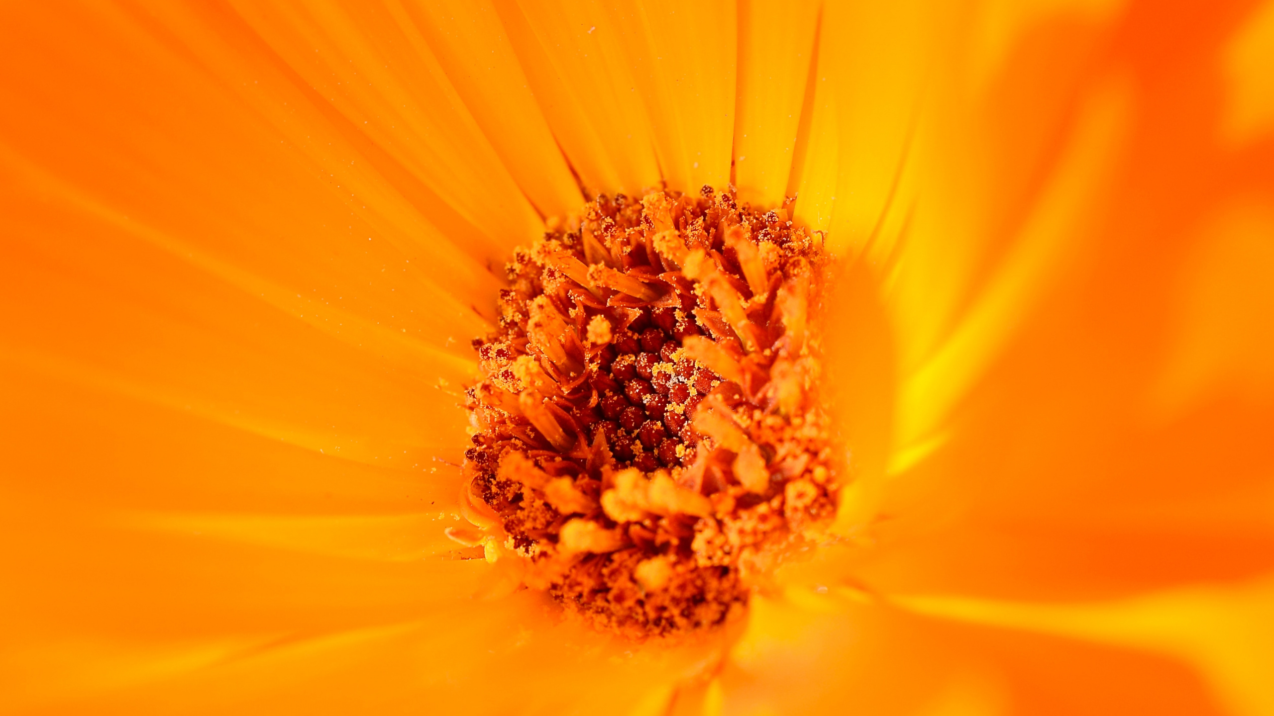 Gelbe Blume in Makrolinse. Wallpaper in 2560x1440 Resolution