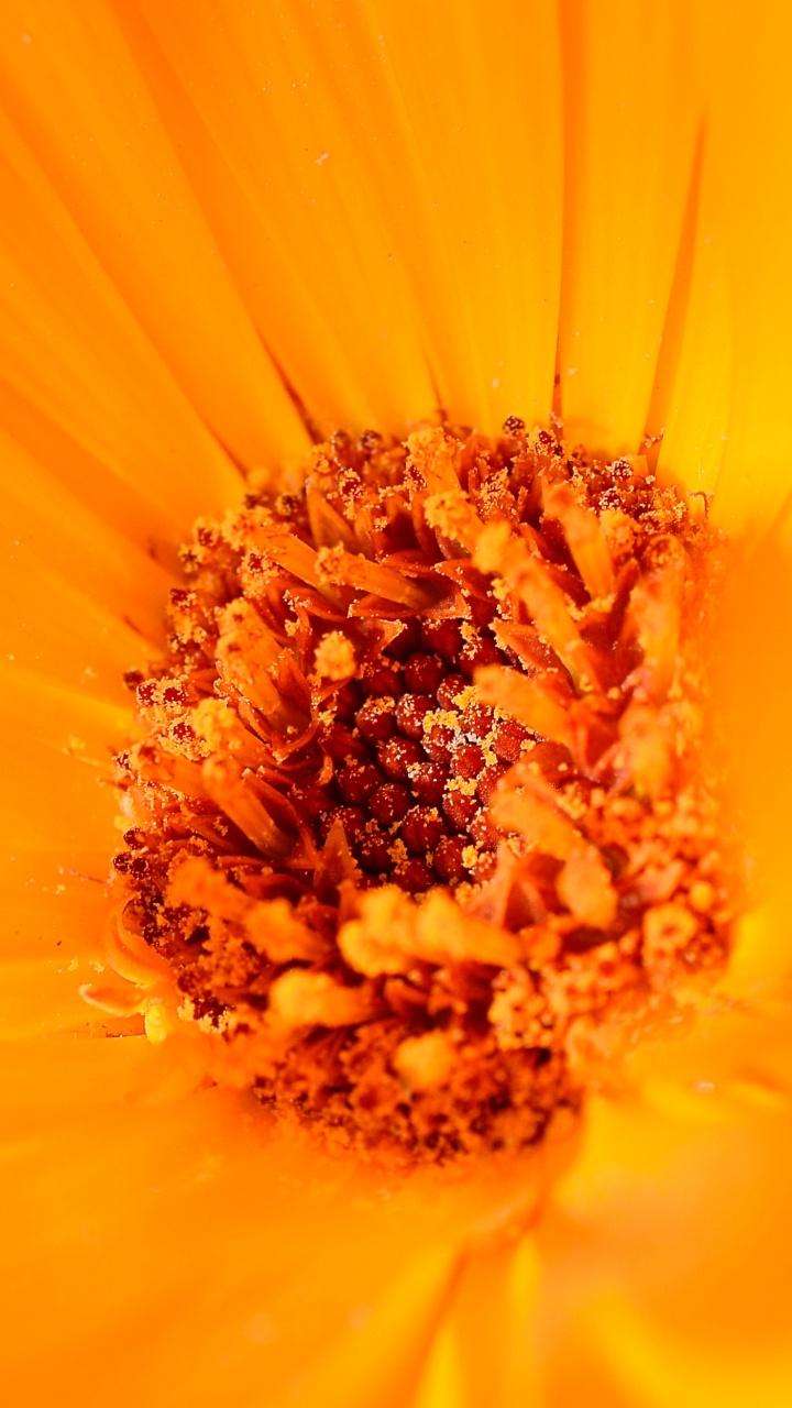 Gelbe Blume in Makrolinse. Wallpaper in 720x1280 Resolution