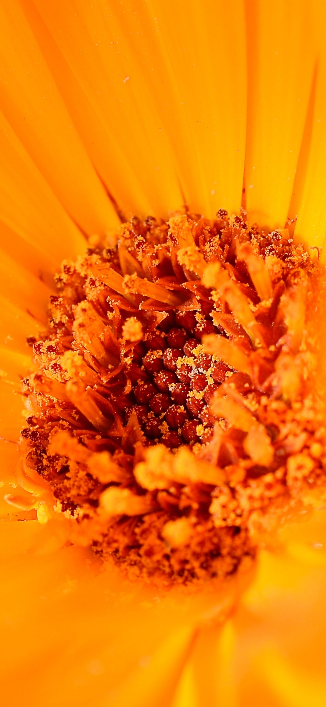 显花植物, 橙色, 关闭了, 硫宇宙, 黄色的 壁纸 1125x2436 允许