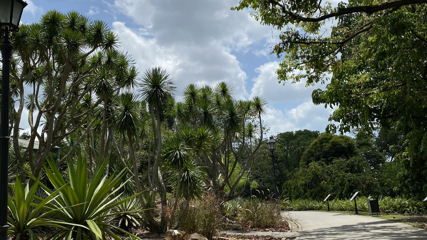 Palm Trees, Botanical Garden, Leaf, Plant, Tree. Wallpaper in 1366x768 Resolution