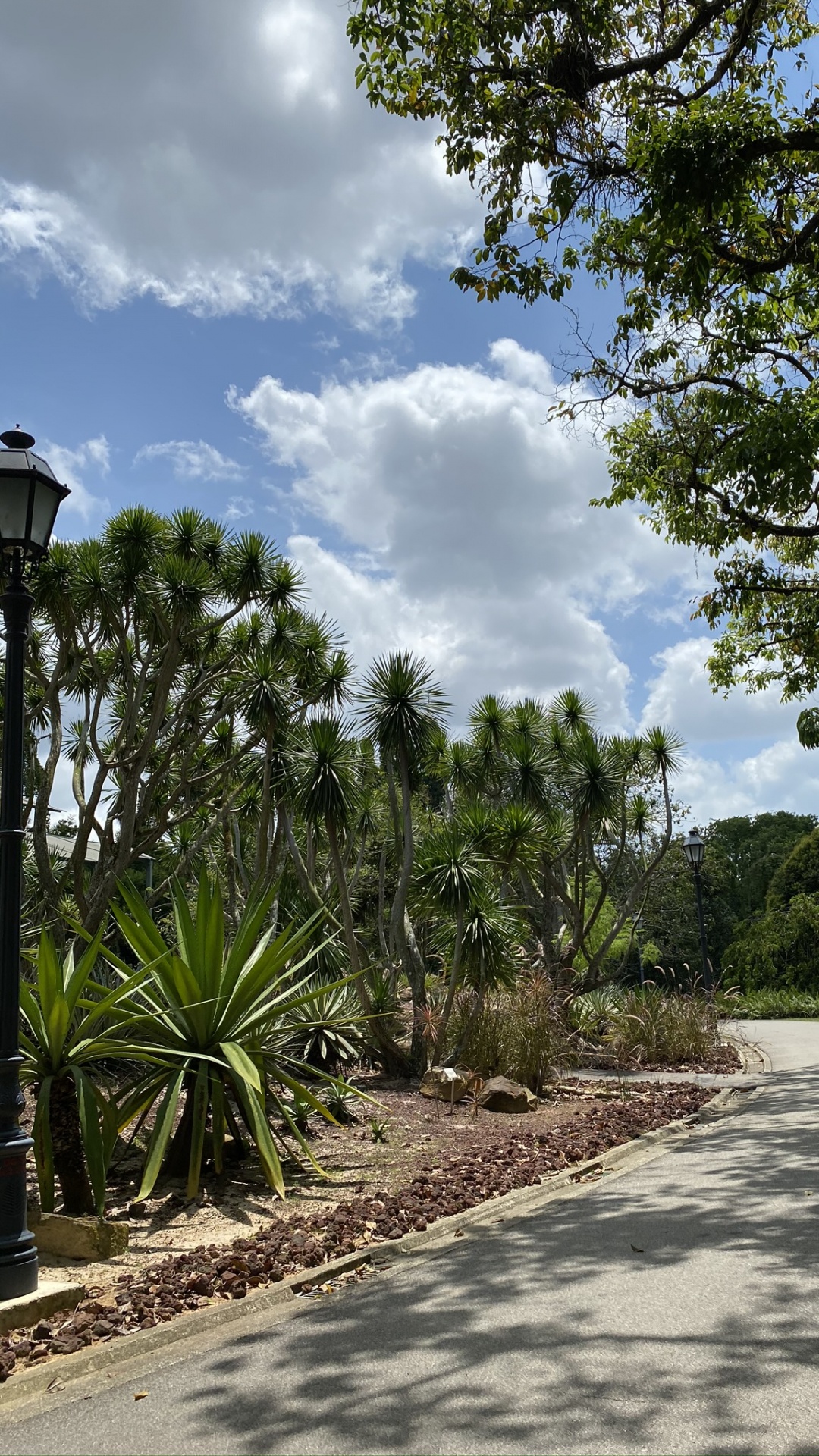 Palme, Botanischer Garten, Blatt, Baum, Street Light. Wallpaper in 1080x1920 Resolution
