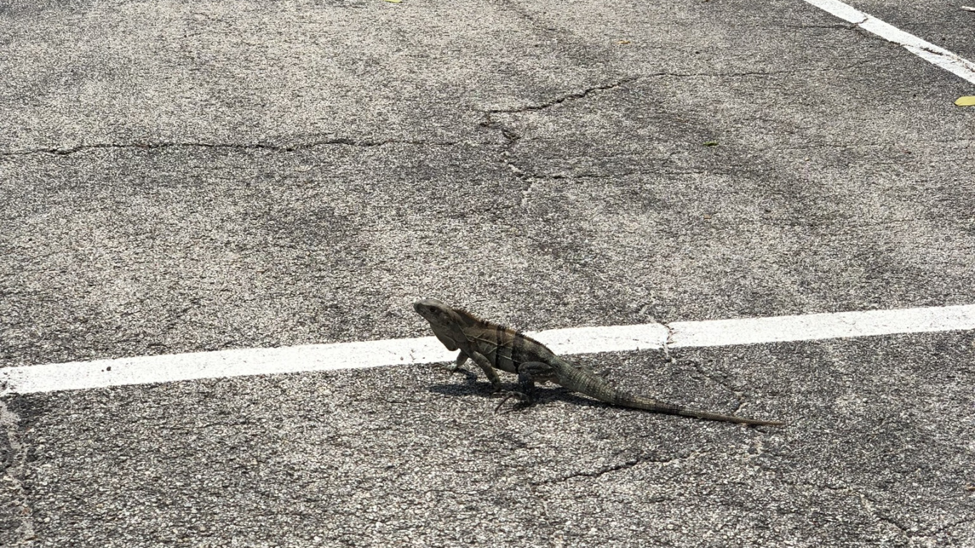 沥青, 性质, 运动场地, 木, 汽车轮胎 壁纸 1366x768 允许